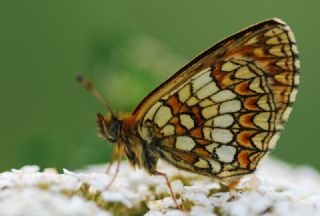 Amannisa (Melitaea athalia)