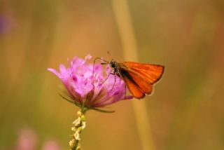 Sar Antenli Zpzp (Thymelicus sylvestris)