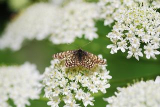 parhan (Melitaea cinxia)