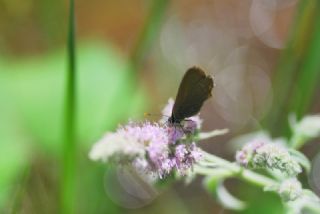 Sevbeni (Satyrium abdominalis)