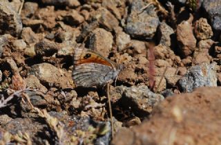 Kafkas Gzelesmeri (Erebia graucasica )