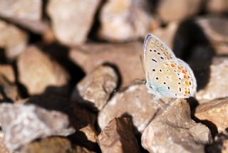 okgzl Mavi (Polyommatus icarus)