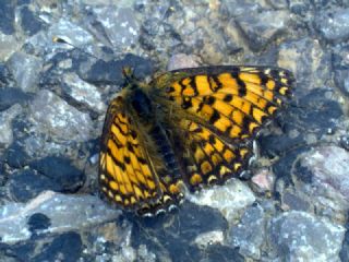 Cezayirli parhan (Melitaea ornata)