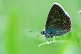 okgzl Mavi (Polyommatus icarus)