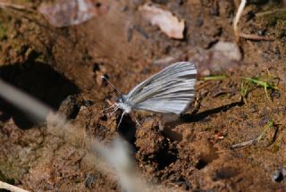 Narin Orman Beyaz (Leptidea sinapis)