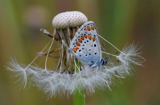 okgzl Esmer (Aricia agestis)