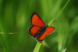 Ate Bakr Gzeli (Lycaena candens)