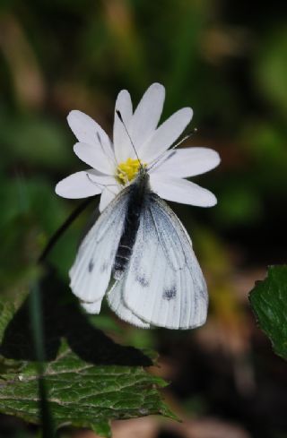 Yalanc Beyazmelek (Pieris pseudorapae)