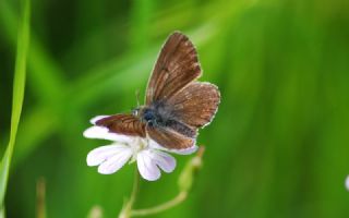 okgzl Geranium Mavisi (Polyommatus eumedon)