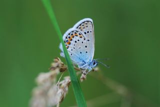 Tr almalar ([unknown genus] n/a)