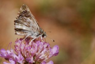 �ark Z�pz�p�&nbsp;(Carcharodus&nbsp;orientalis)