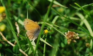 Kk Zpzp Perisi (Coenonympha pamphilus)