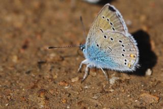 okgzl Gzel Mavi (Polyommatus bellis)