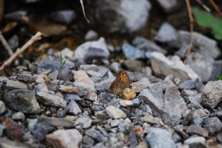Levantin Yalanccads (Pseudochazara pelopea)