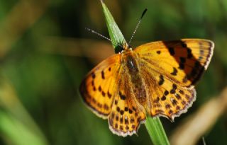 Kk Ate Gzeli (Lycaena thersamon)