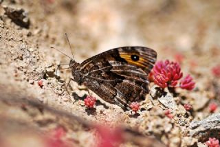 Anadolu K�z�lmele�i&nbsp;(Hipparchia&nbsp;pellucida)