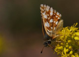 Kzl Zpzp (Spialia orbifer)
