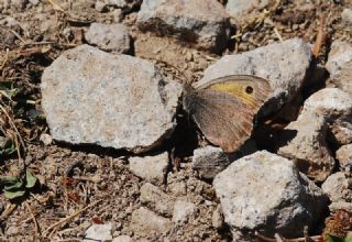 Esmerperi (Hyponephele lupina)