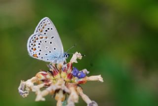 Anadolu Esmergz (Plebejus modicus)