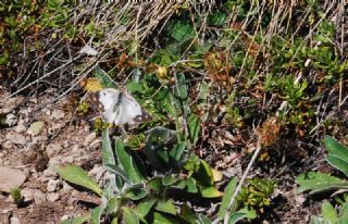 Sar Azamet (Colias croceus)