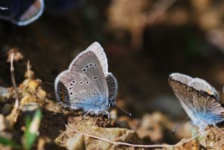 okgzl Gzel Mavi (Polyommatus bellis)