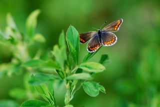 okgzl Esmer (Aricia agestis)