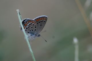 Doulu Esmergz (Plebejus carmon)