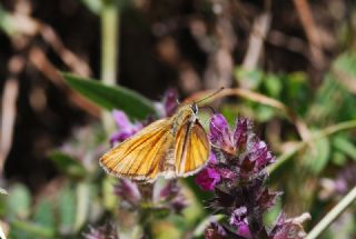 Sar Antenli Zpzp (Thymelicus sylvestris)