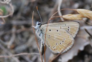 Anormal okgzl (Polyommatus admetus)