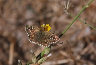 T�r �al��malar�&nbsp;([unknown genus]&nbsp;n/a)