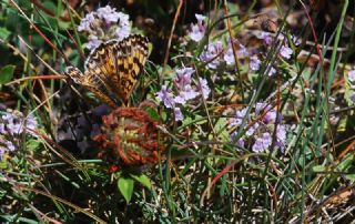 Kafkasyal parhan (Melitaea interrupta)