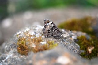 Anadolu Kzlmelei (Hipparchia pellucida)