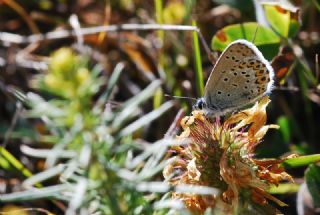 das Mavisi, Esmergz (Plebejus idas)