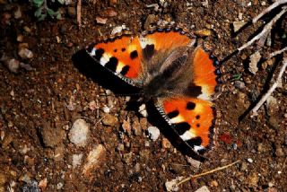 Aglais (Aglais urticae)