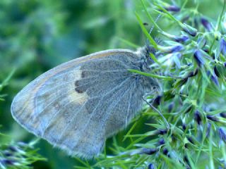 Kk Zpzp Perisi (Coenonympha pamphilus)