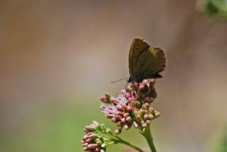 okgzl Gzel Mavi (Polyommatus bellis)