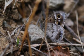 Aa Karamelei (Hipparchia statilinus)