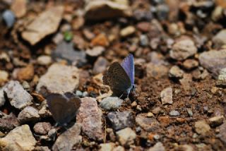 Anadolu Esmergz (Plebejus modicus)
