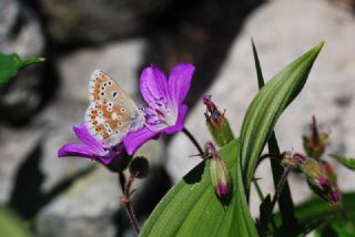 okgzl Balkan Mavisi (Aricia anteros )