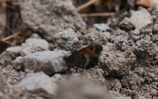 Seyit (Arethusana arethusa)