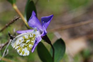 Turuncu Ssl (Anthocharis cardamines)