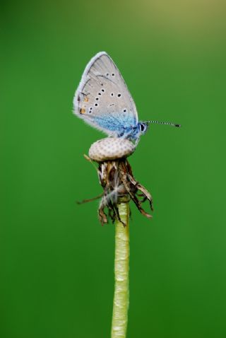 okgzl Gzel Mavi (Polyommatus bellis)