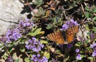 Kafkasyal parhan (Melitaea interrupta)