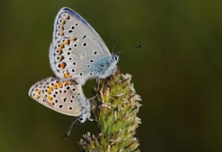 Gm Lekeli Esmergz (Plebejus argus)