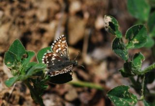 Ege Zpzp (Pyrgus melotis)