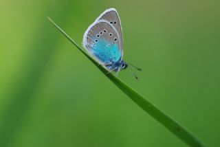 okgzl Rus Mavisi (Polyommatus coelestina)