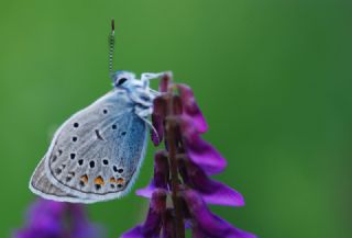 okgzl Amanda (Polyommatus amandus)
