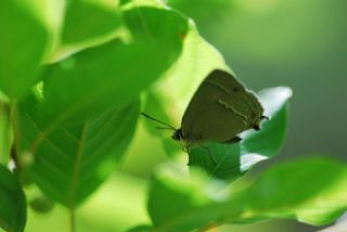 Mormee (Favonius quercus)