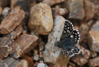 Ege Zpzp (Pyrgus melotis)