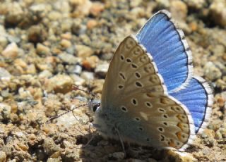 okgzl Gk Mavisi (Polyommatus bellargus)